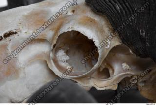 mouflon skull 0035
